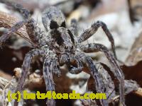 /home//u458753944/public_html/sourcegallery//Roxborough Toad Detour/2013-2019/2017/P3070580.JPG